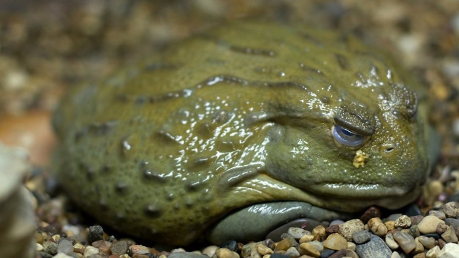 Лягушки спариваются