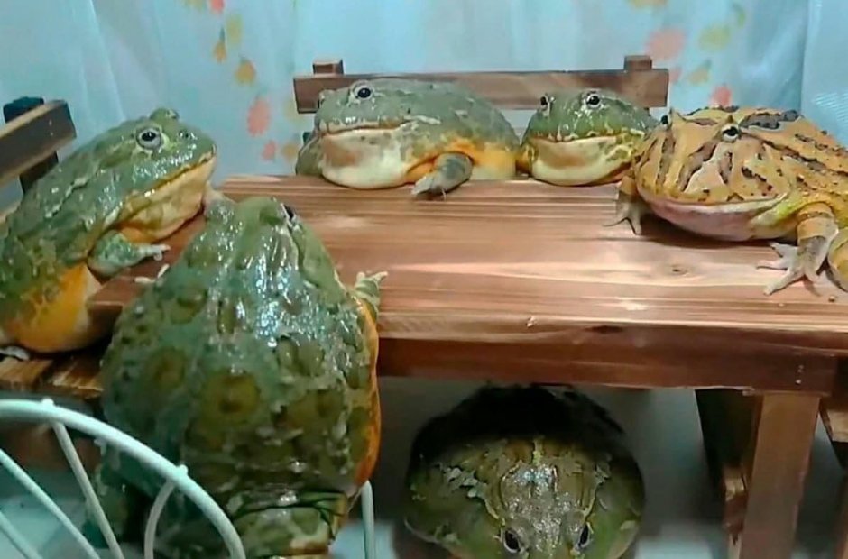 Жабка с клубникой на голове