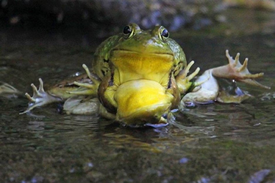 Лягушка-водонос (Pyxicephalus adspersus)