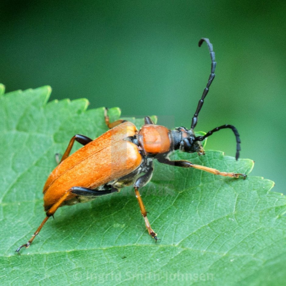 Red-Brown Longhorn Beetle
