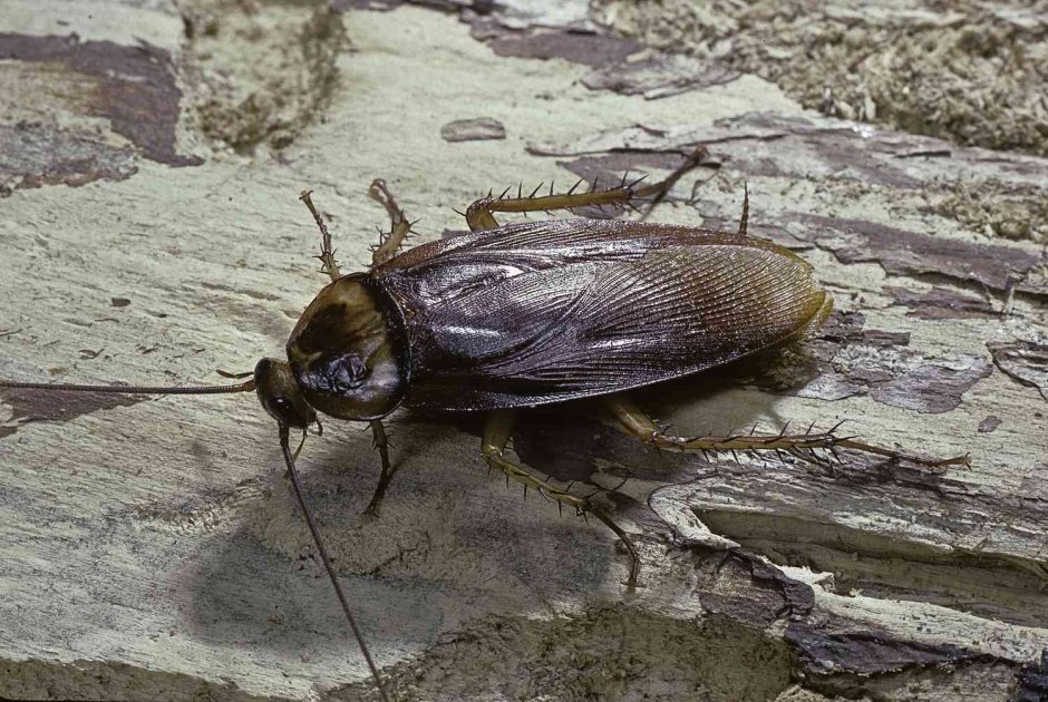Palmetto Bug перевод