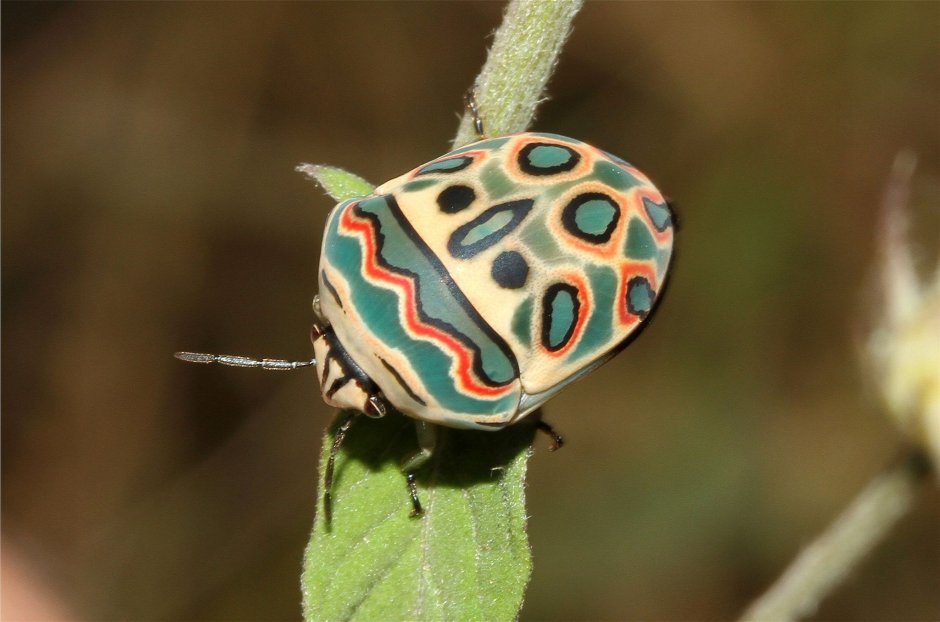 Zonocerus elegans