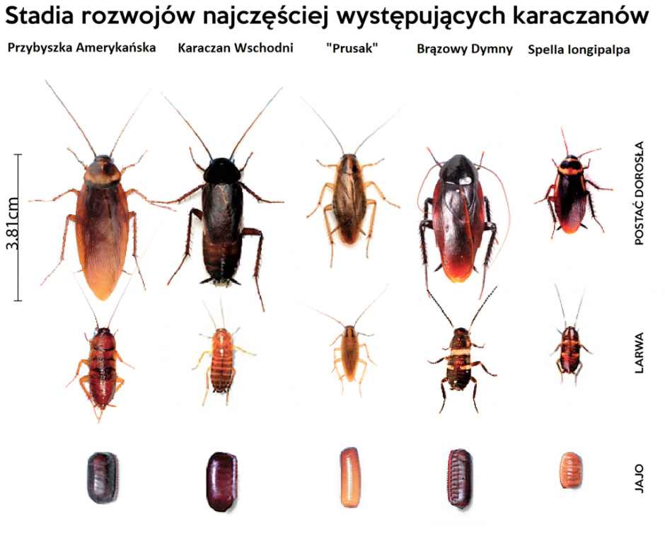 Жук светляк