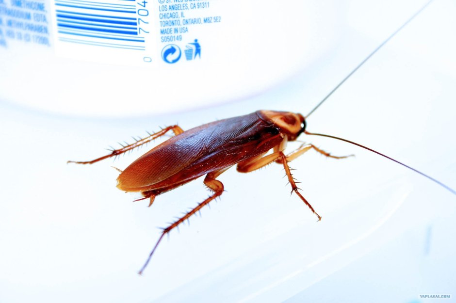 Листоеды семейство - Chrysomelidae