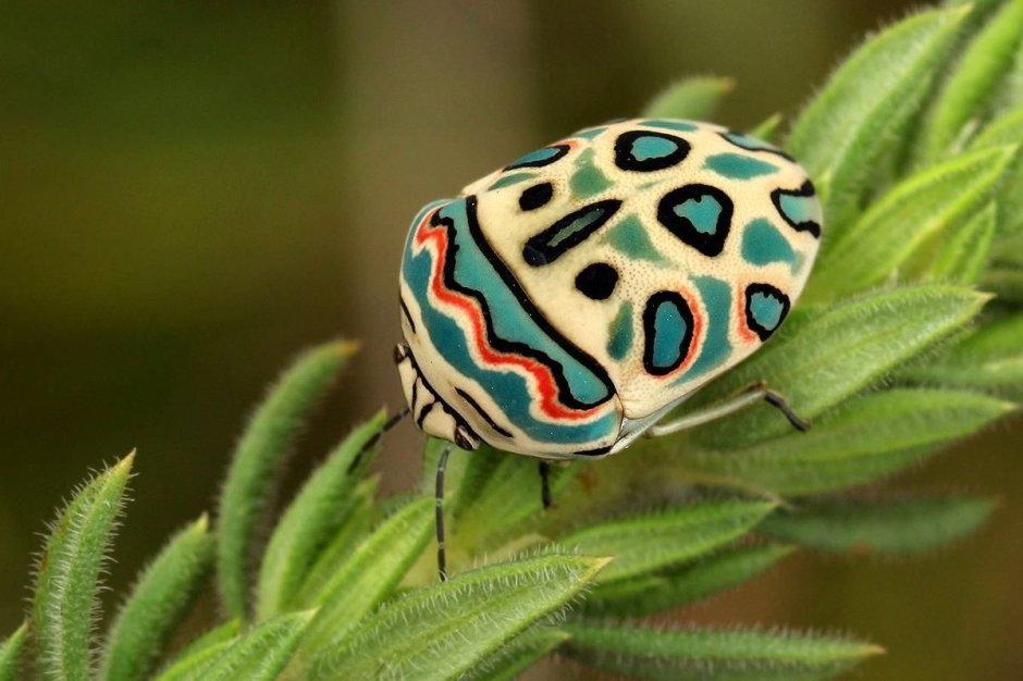 Жук Chrysolina cerealis