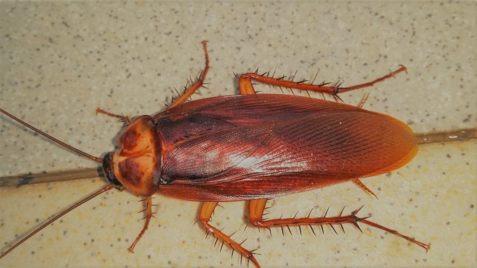 Anthrenus verbasci