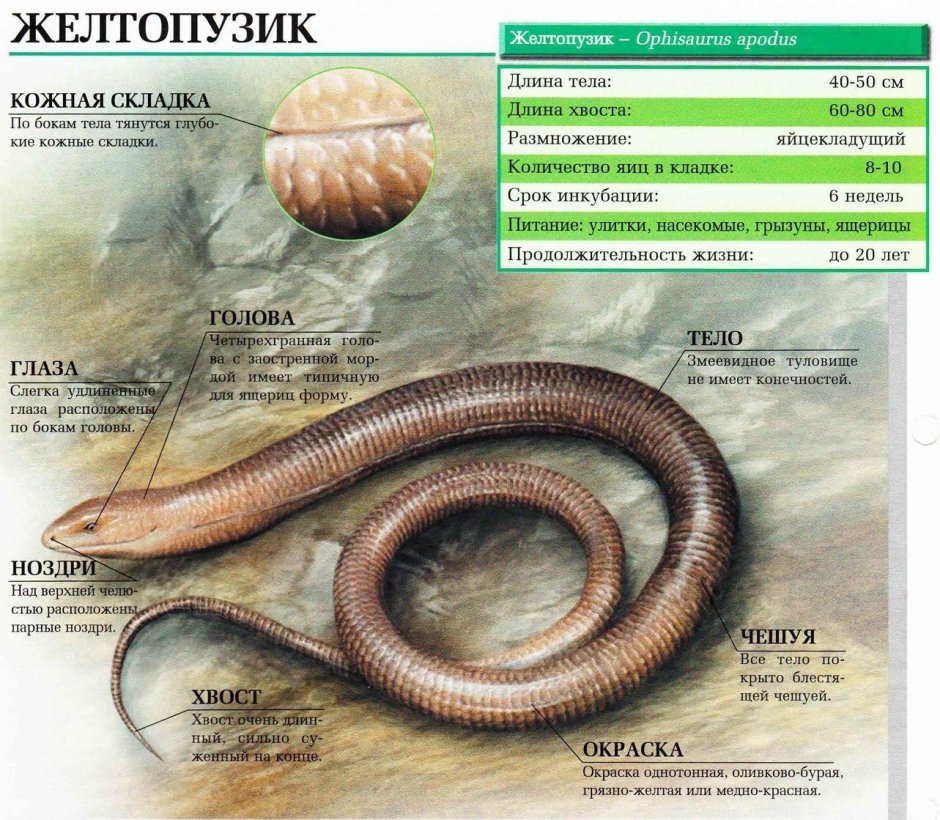 Калифорнийская безногая ящерица