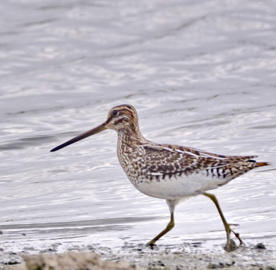 Кулик Sandpiper 1965
