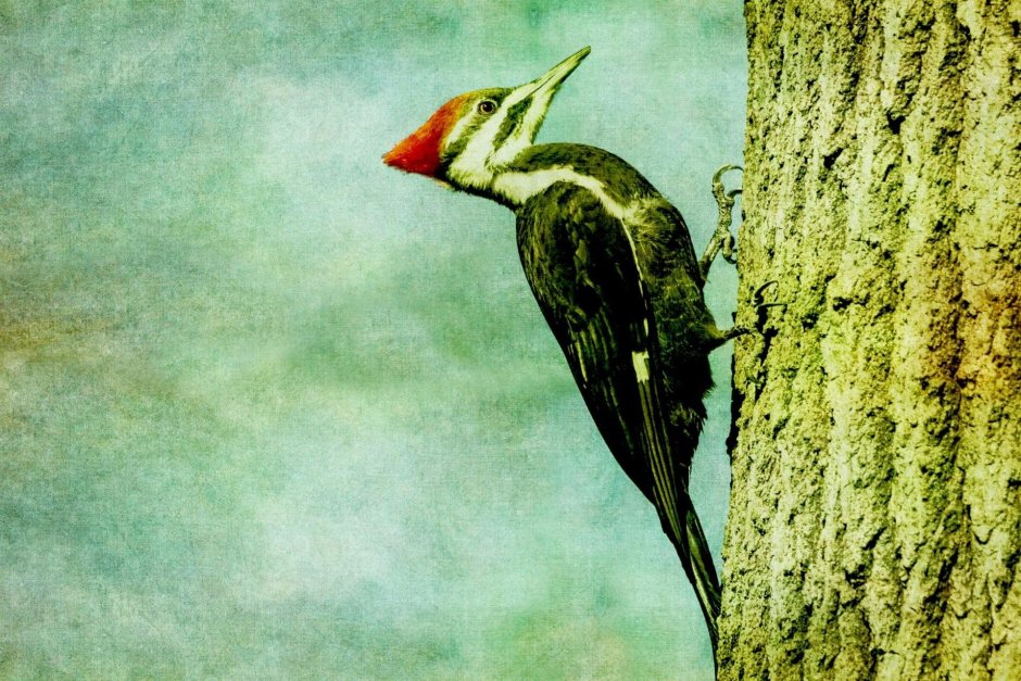 Fe-e Woodpecker
