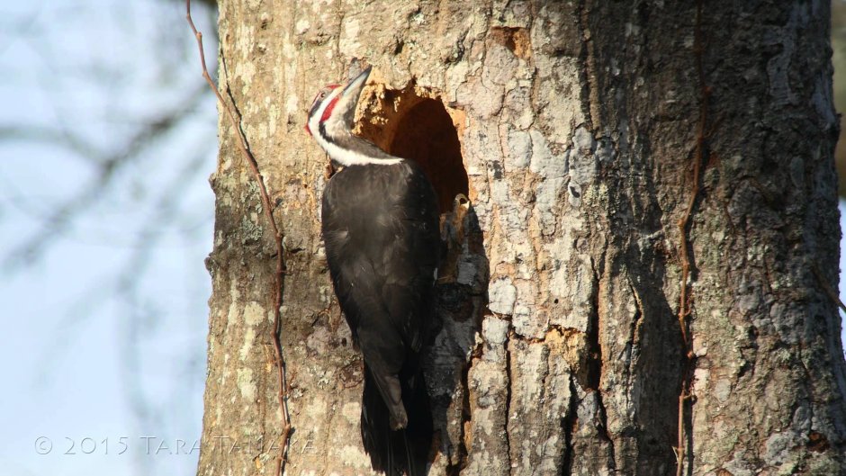 Colaptes auratus