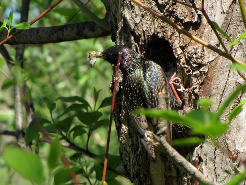 Pajaro Sonador смотреть