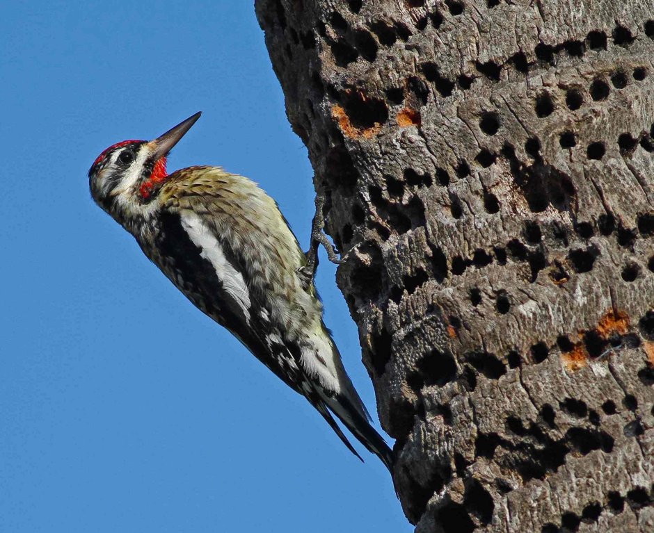 Melanerpes uropygialis