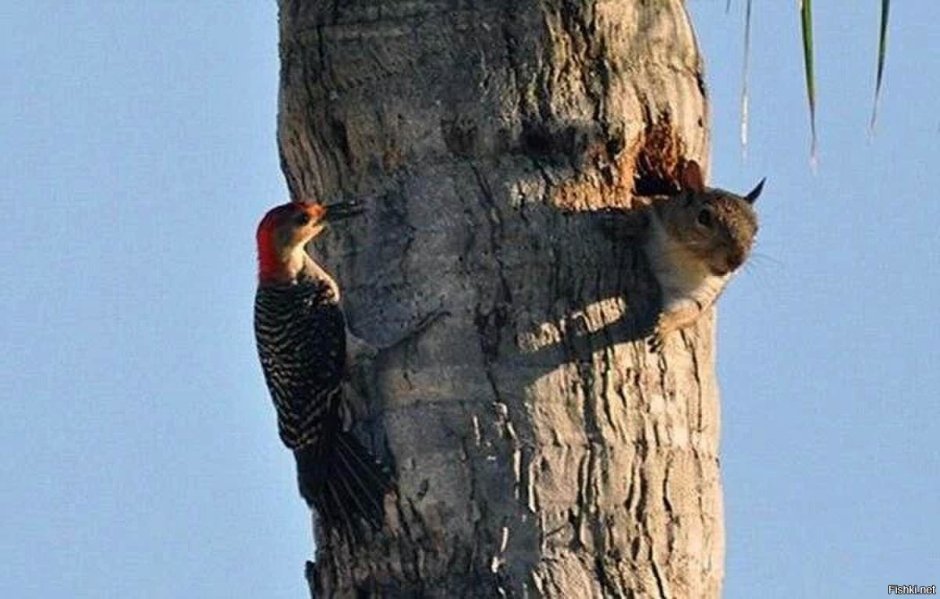 Дупло для детей