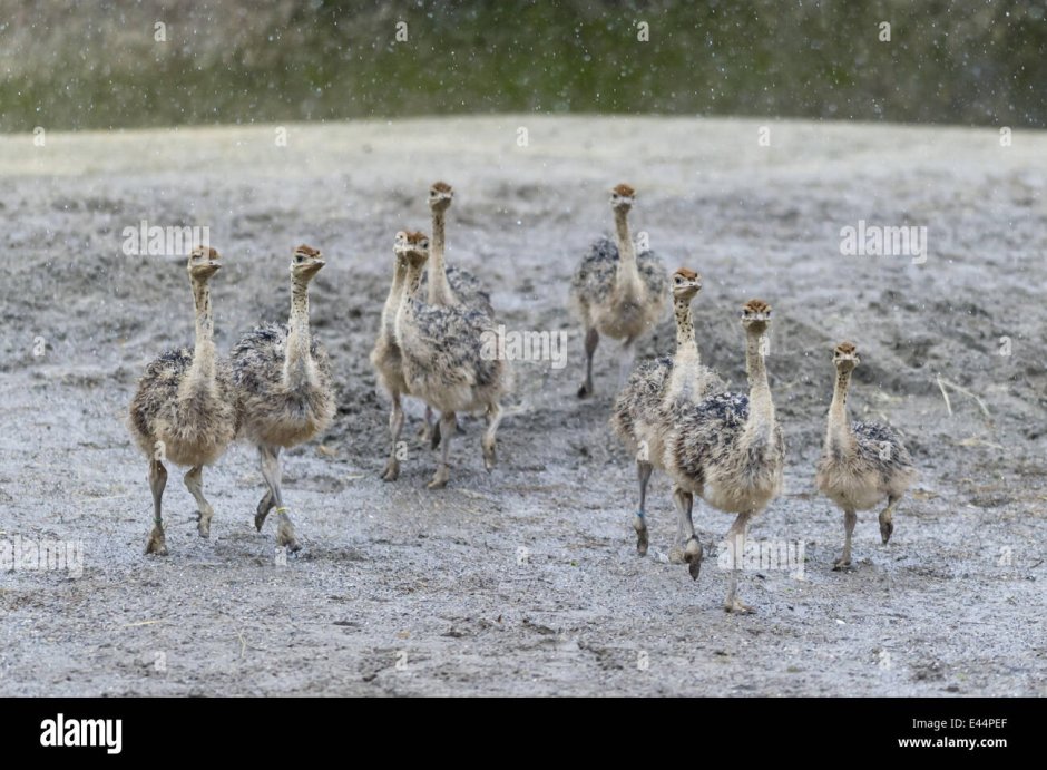 Ostrich chicks