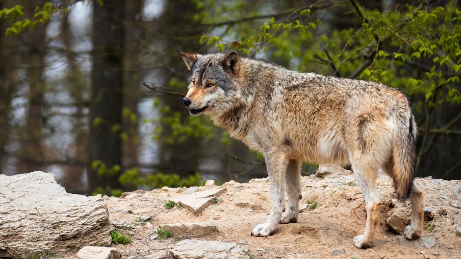 Canis Lupus Campestris