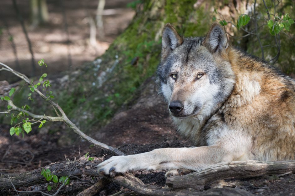 Canis Lupus tundrarum