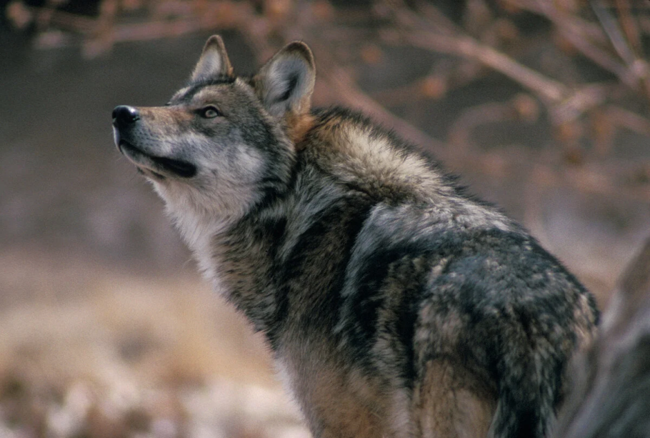 Волк canis Lupus