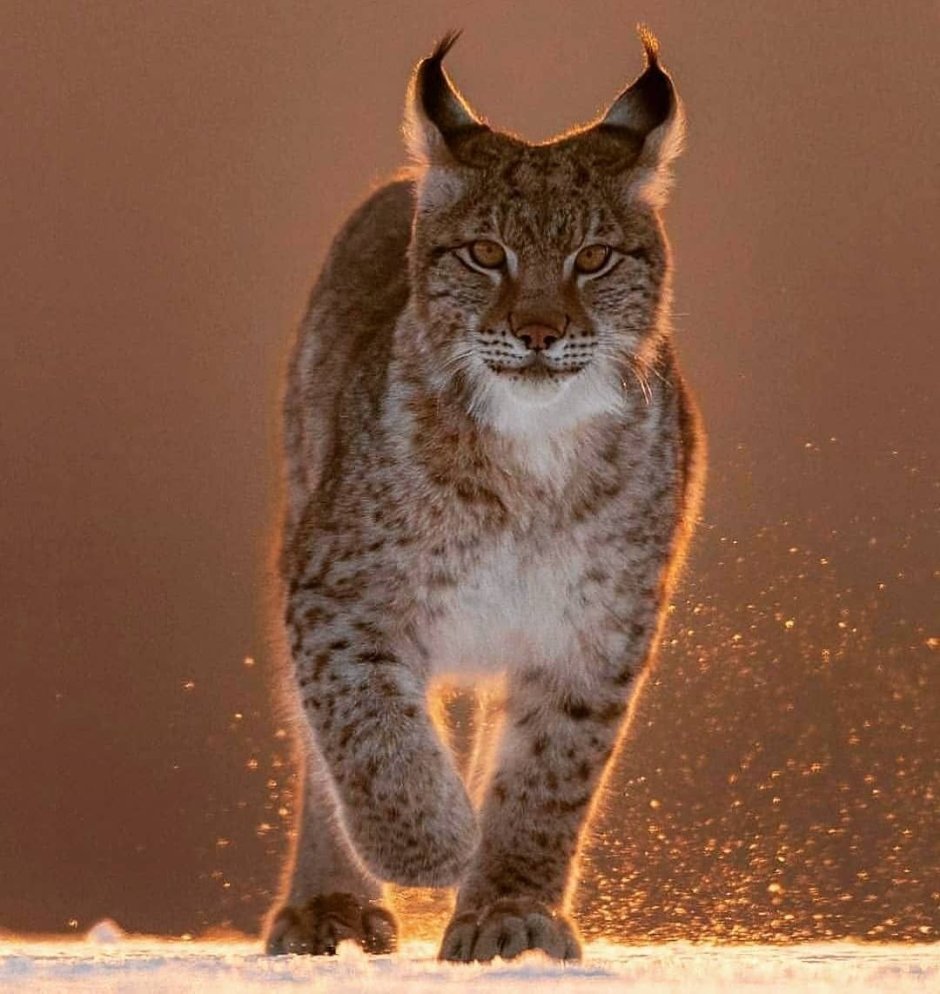 Lynx Lynx isabellinus
