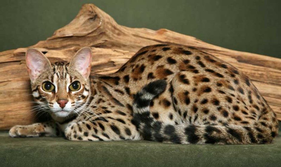 Бенгальская кошка стандарт породы