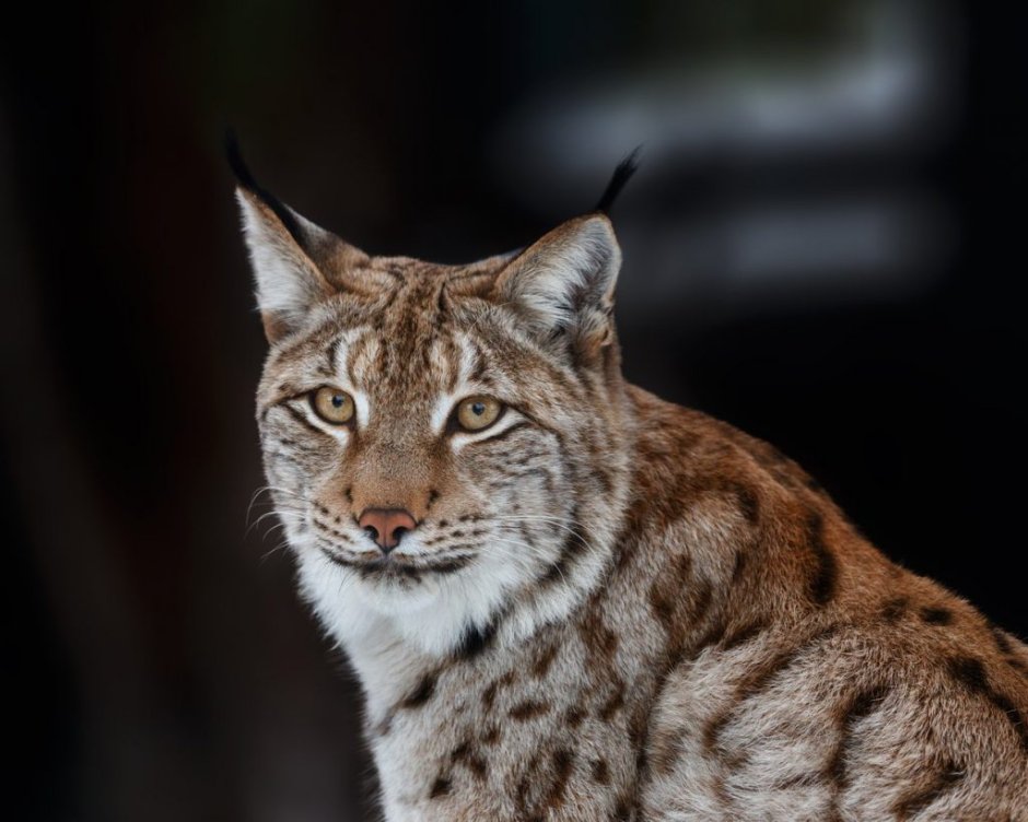 White Lynx Олег