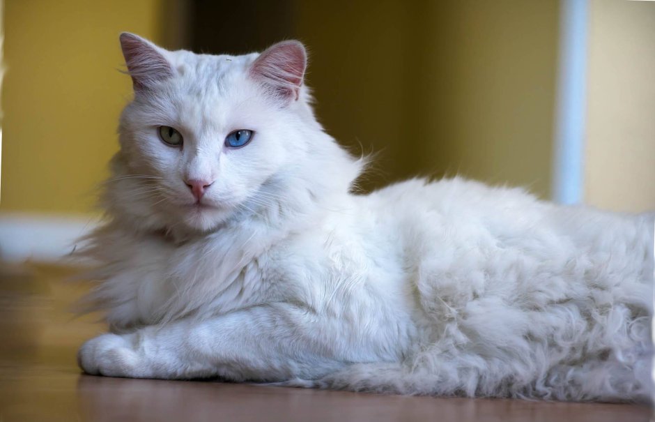 Кот породы турецкая ангора