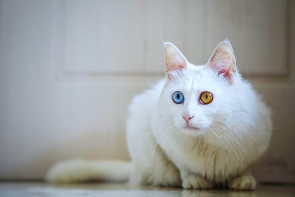Ангорская кошка гетерохромия