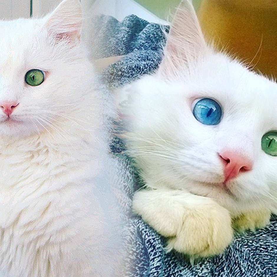 Котята с разными глазами