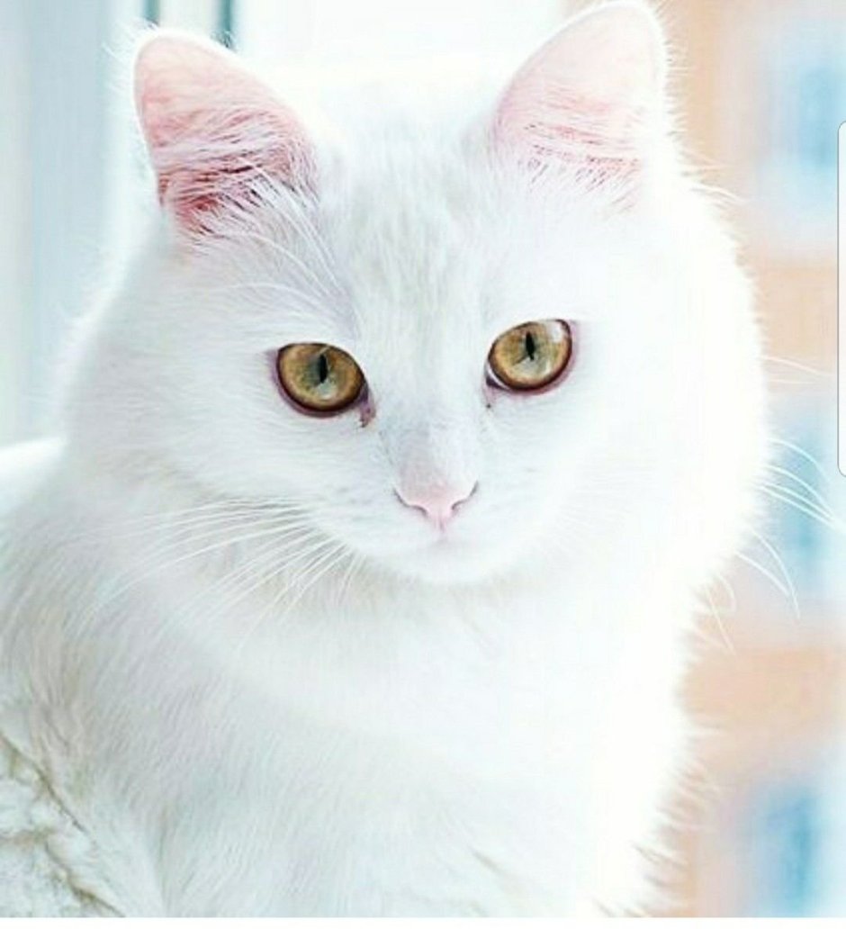 Кошки альбиносы