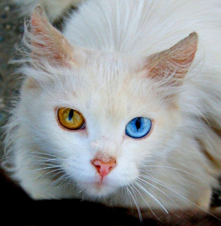 Ангора альбинос кошка