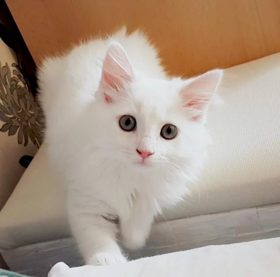 Турецкая ангора котята белые