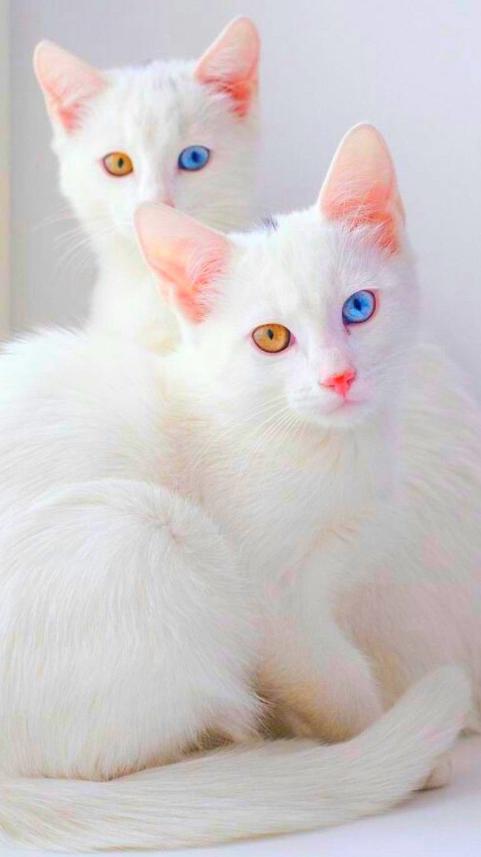 Ангорская кошка