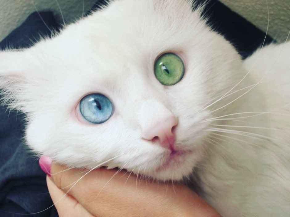 Гетерохромия у котят