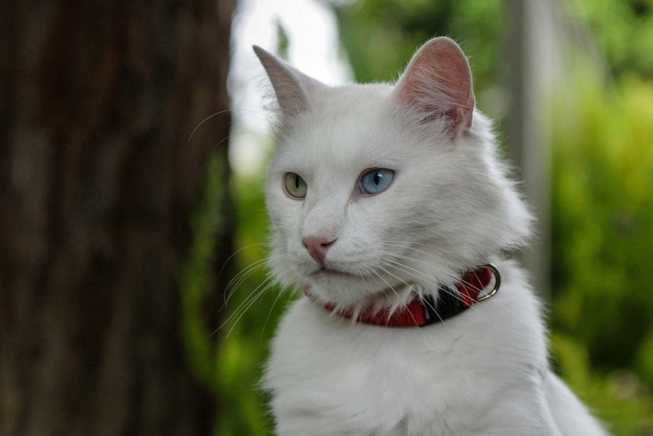 Турецкая ангора кот