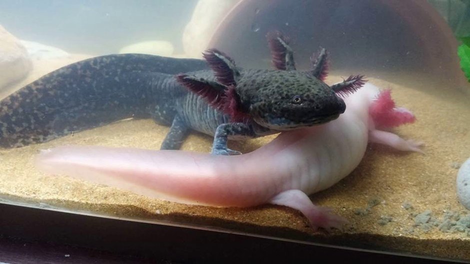 GFP аксолотль