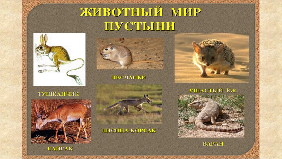 Животные в Степной зоне план