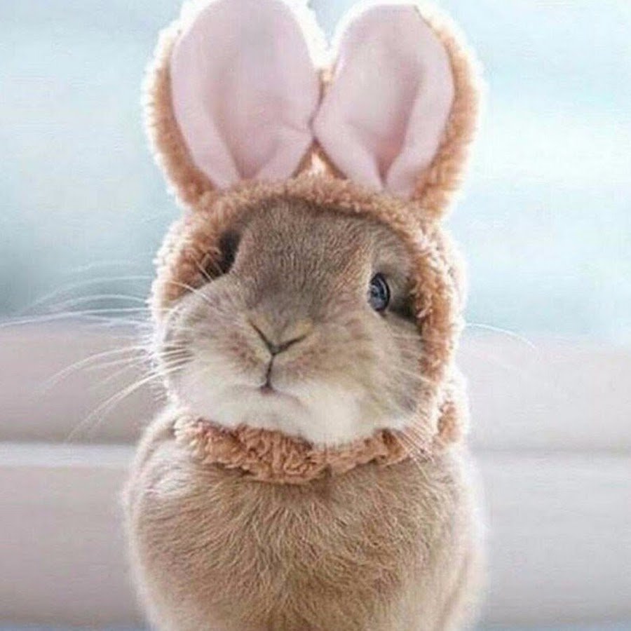 Толстые кролики