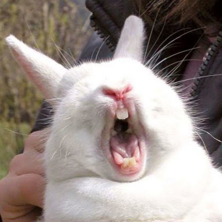 Кролик сёма