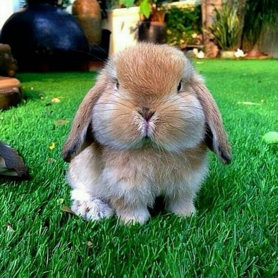 Толстый кролик арт