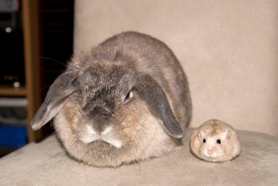 Большие зайцы