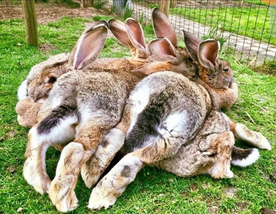 Испуганные кролики