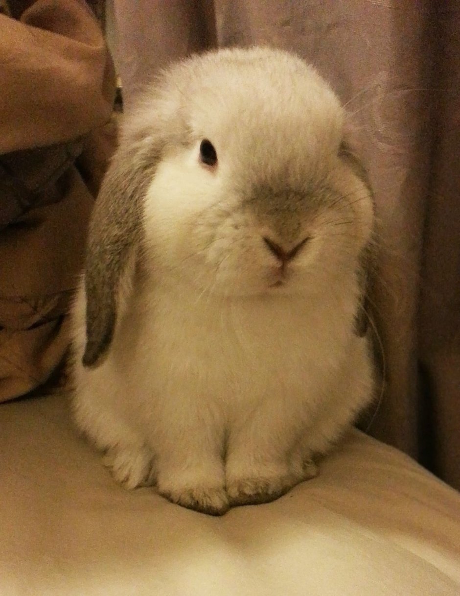 Кроличий хвост