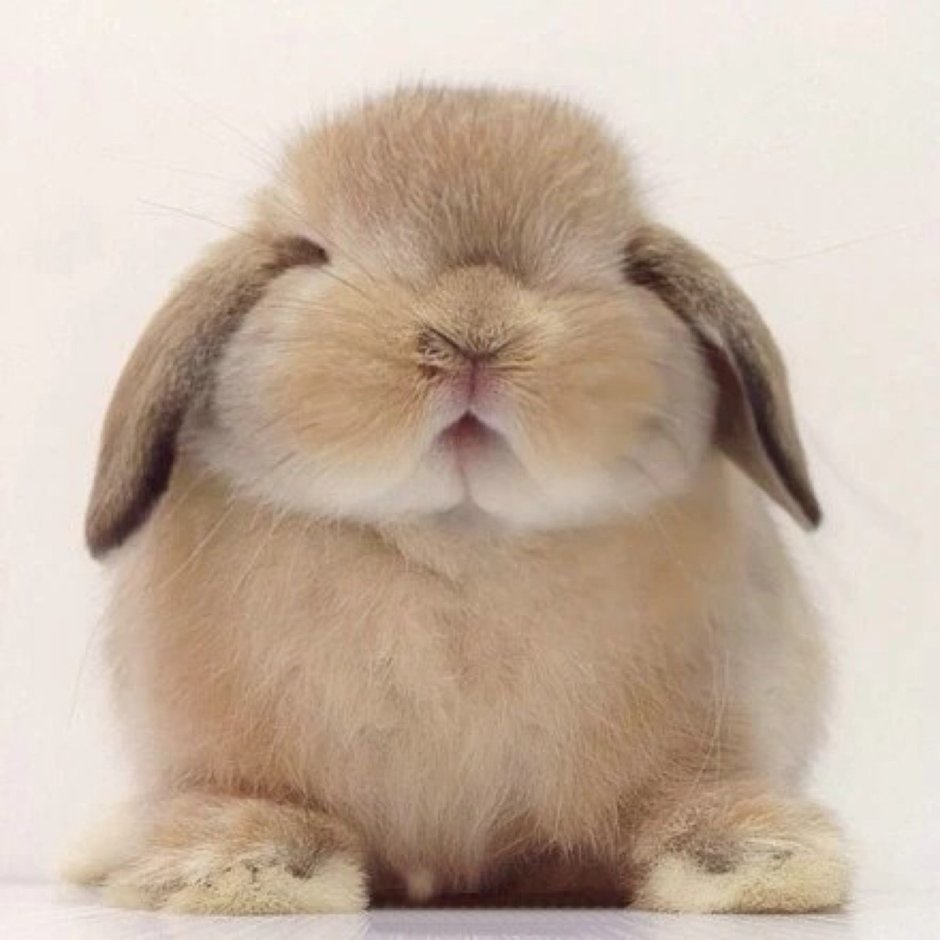 Сидячий кролик