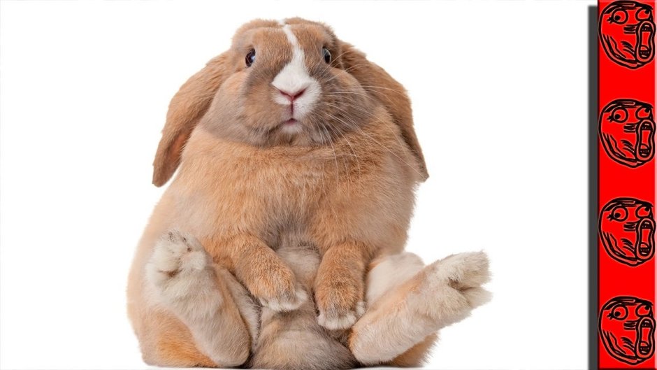 Заяц обнимает