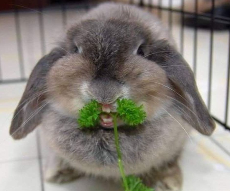 Толстый кролик вектор