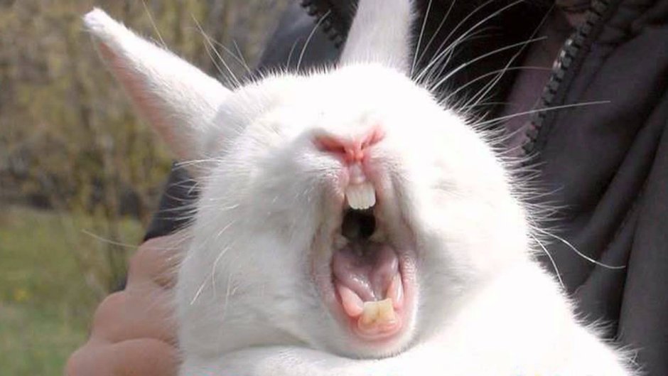 Крутой кролик