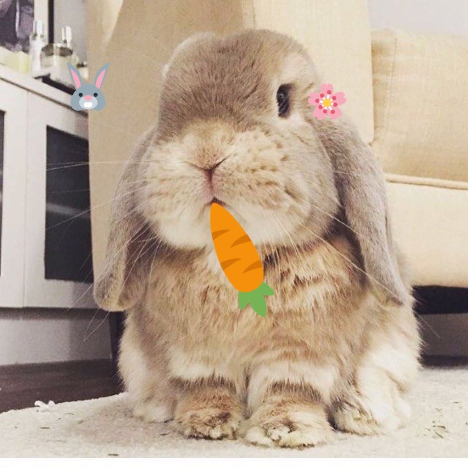 Толстый зайчик