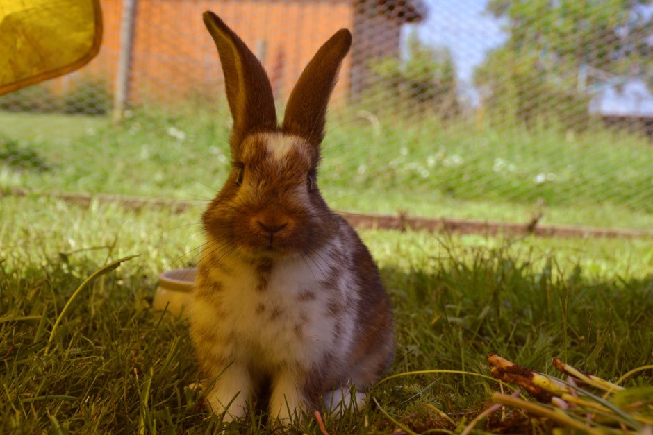 Бубенчик кролик Шерлок