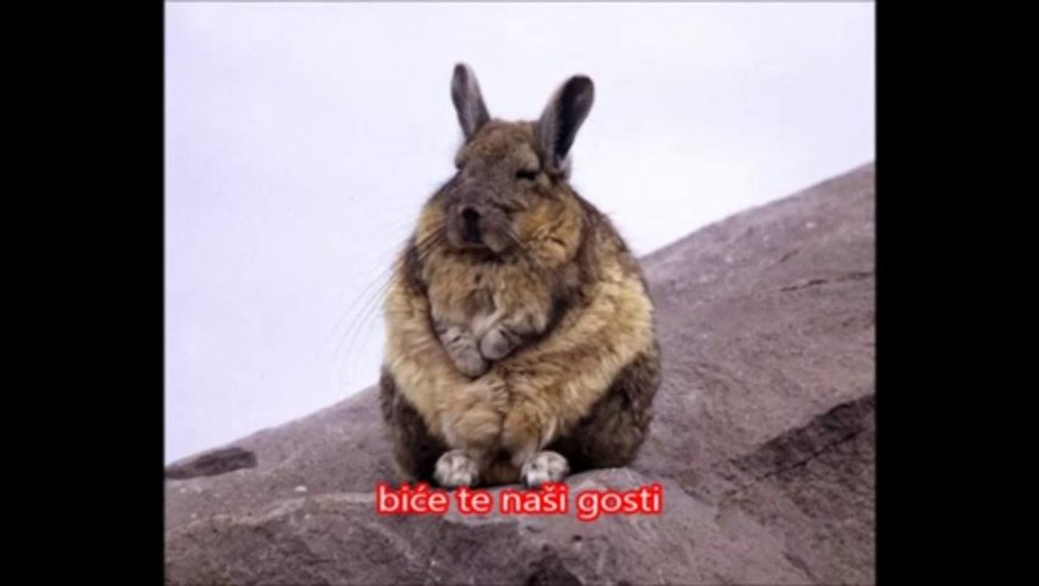 Самый большой заяц