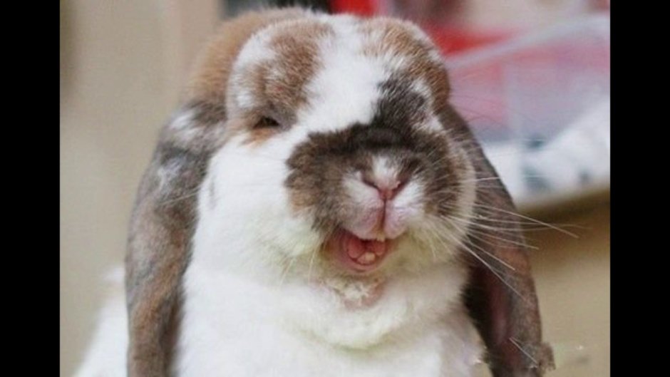 Зотов Антон Викторович металл