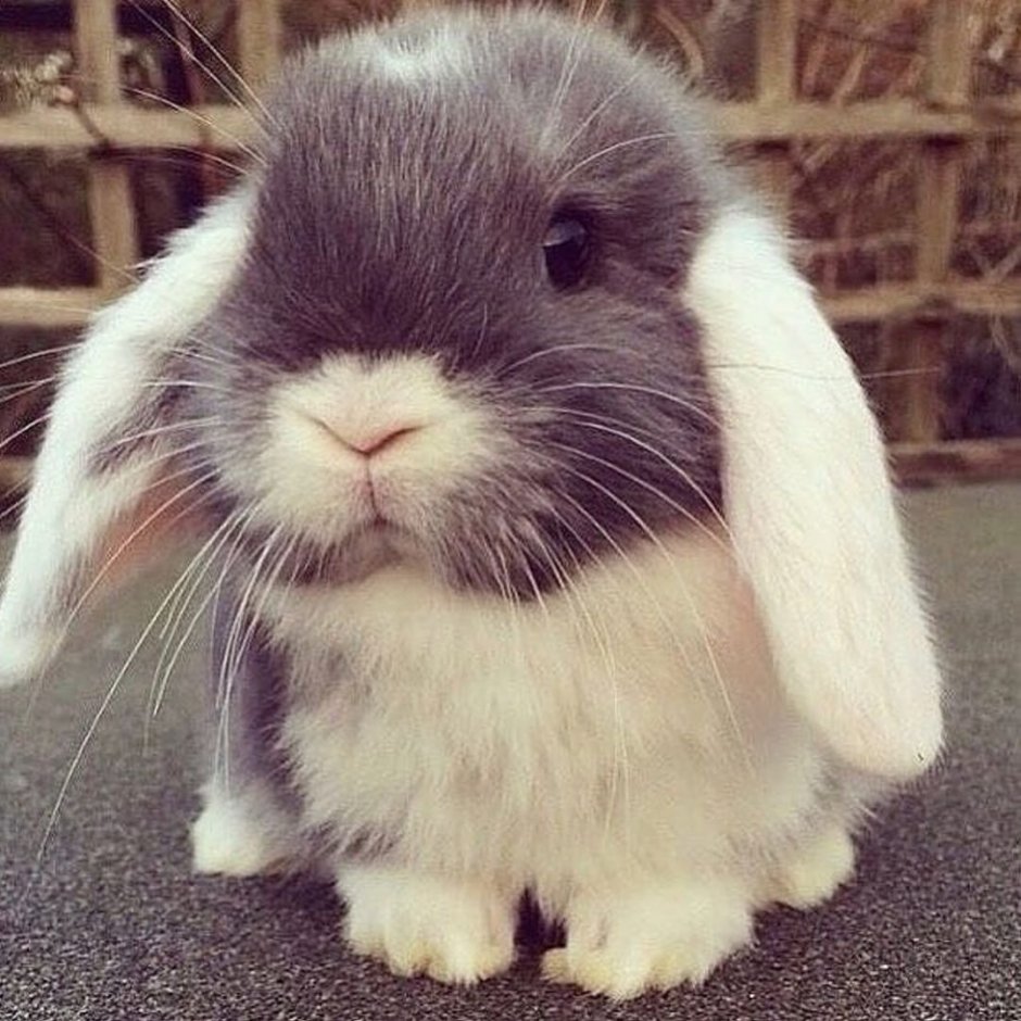 Банни рэббит